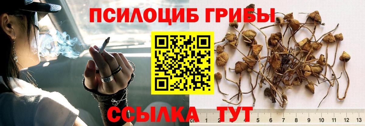 Сатка  Псилоцибиновые грибы мицелий  Вход с VPN  Галлюциногенные грибы Psilocybine cubensis 
